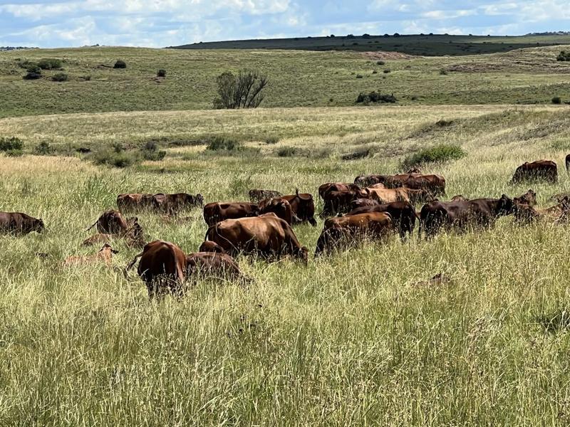 0 Bedroom Property for Sale in Lindley Free State